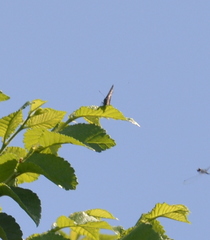 Satyrium w-album
