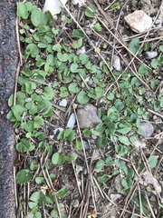 Dichondra micrantha