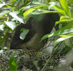 Zebrilus undulatus