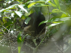 Zebrilus undulatus