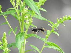 Exetastes suaveolens