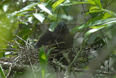 Zebrilus undulatus