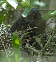 Zebrilus undulatus