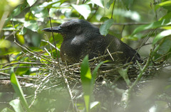 Zebrilus undulatus