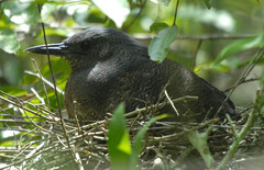 Zebrilus undulatus