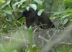 Zebrilus undulatus