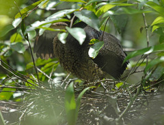 Zebrilus undulatus