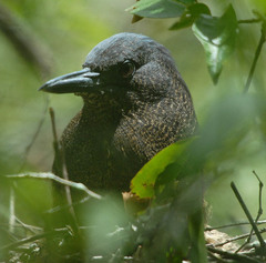 Zebrilus undulatus