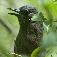 Zebrilus undulatus