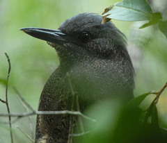 Zebrilus undulatus