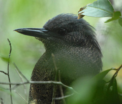 Zebrilus undulatus