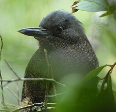 Zebrilus undulatus