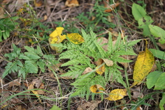 Sceptridium dissectum dissectum