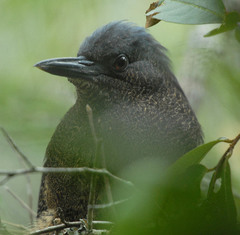 Zebrilus undulatus