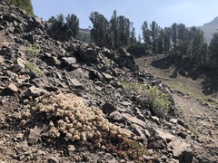 Eriogonum microtheca alpinum