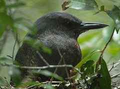 Zebrilus undulatus
