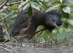 Zebrilus undulatus