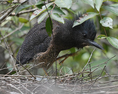 Zebrilus undulatus
