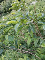 Rhamnus fallax