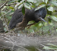 Zebrilus undulatus