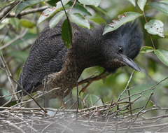 Zebrilus undulatus
