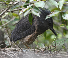 Zebrilus undulatus