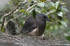 Zebrilus undulatus