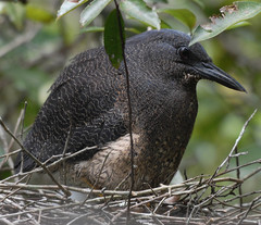 Zebrilus undulatus