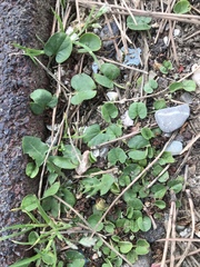 Dichondra micrantha