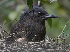 Zebrilus undulatus