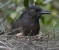 Zebrilus undulatus