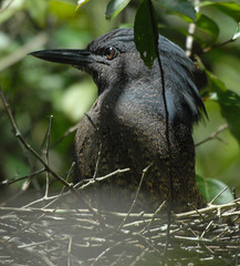 Zebrilus undulatus