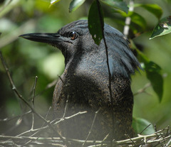 Zebrilus undulatus