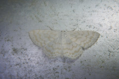 Scopula confusa