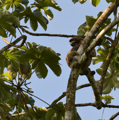 Bradypus variegatus image