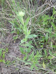 Gaillardia coahuilensis