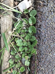 Dichondra micrantha