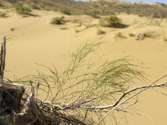 Eremosparton aphyllum