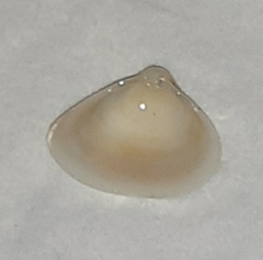 Nuculanoidea