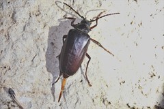 Prionus californicus