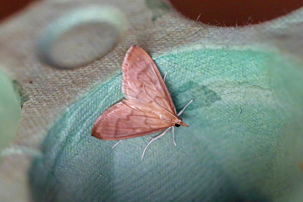 Crypsiptya ruficostalis