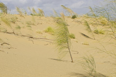 Eremosparton aphyllum