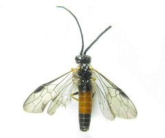 Strongylogaster mixta