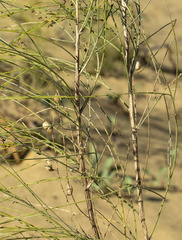 Eremosparton aphyllum