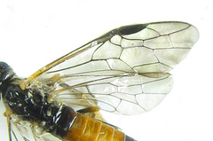 Strongylogaster mixta