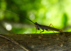 Mantoida maya