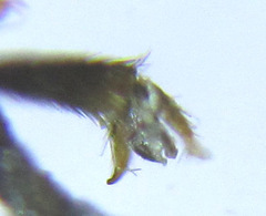 Strongylogaster mixta