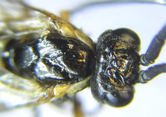 Strongylogaster mixta