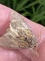 Peridea basitriens