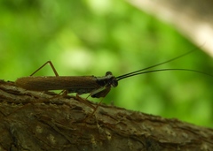 Mantoida maya